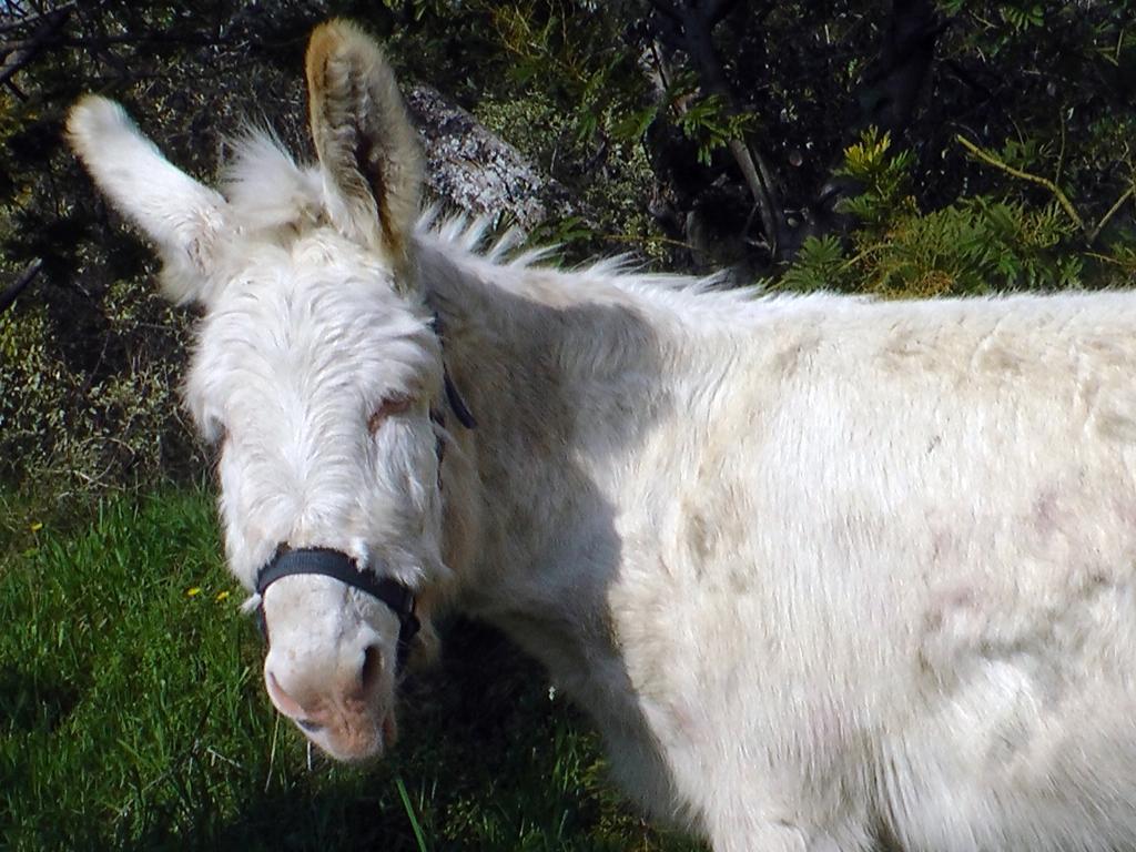 Agriturismo Monaci Templari Seborga Eksteriør billede